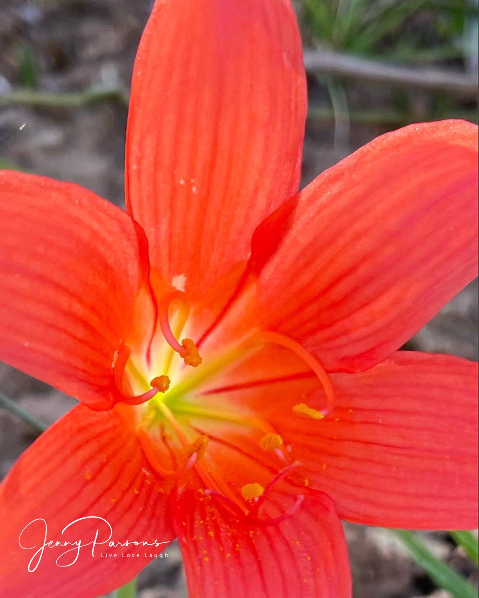 JennyPaPB's tweet photo. Came across a small population of these vibrant #Cyrtanthus sanguineus aka Kei Lily while out #birding. A #geophyte that produces these striking scarlet red flowers with a few strap-like leaves. What a treat to find in the dense Albany thicket vegetation…
#wildflowers #nature https://t.co/WrZDaNKbQe