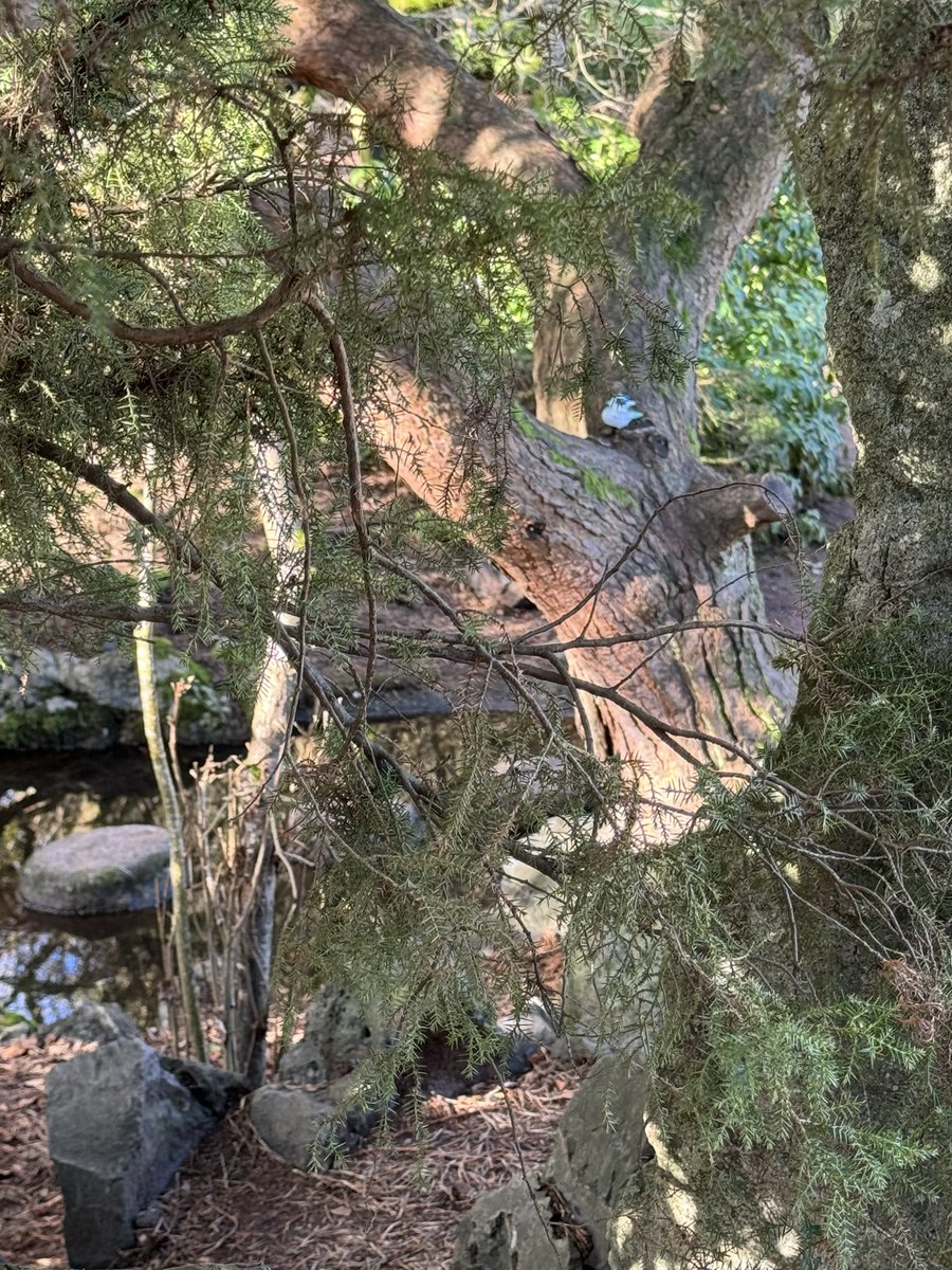 duttonmonkeys's tweet image. Suprise suprise a little ducky has come out to play in park🥳🤭 #monkeyshines2024