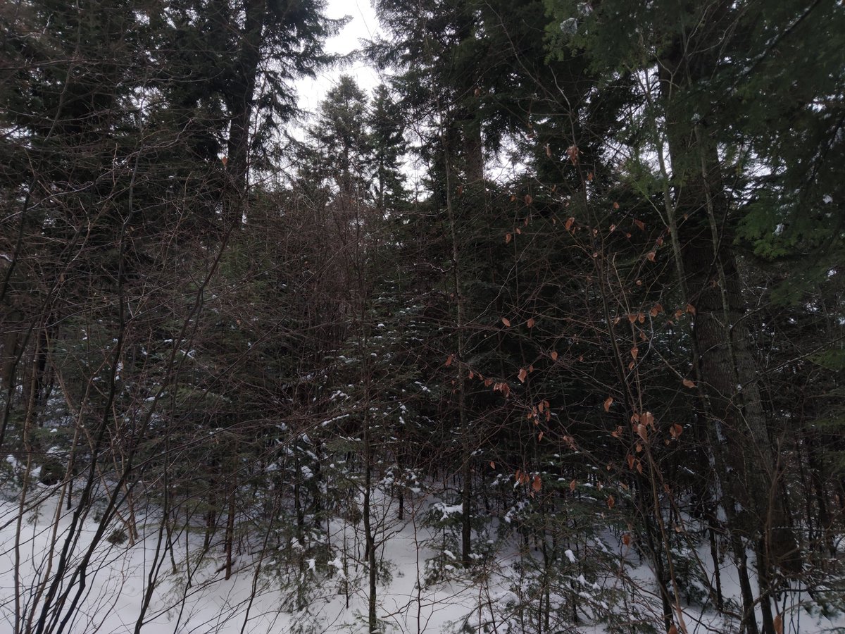 marekmarian's tweet image. Szeroka na ok 6-7 m i wysoka na 2 m (jak zszedłem byłem niższy) - #Karpa (1). Świerkowa sądząc po korzeniu, ale w lesie głównie jodłowym z dużą ilością młodej buczyny. #Wywrot grupowy, świerk nabiegami pociągnął też buka (2).
Stare #porolne z kiedyś pojedynczymi drzewami czy