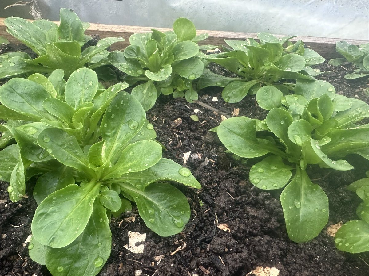 Lambs lettuce doing really well in the #polytunnel #allotment #gardening #GardeningTwitter #garden