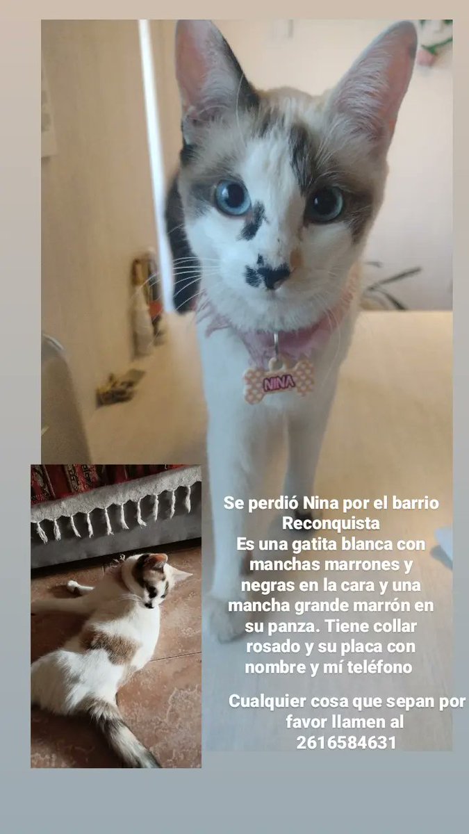 LolaMarengo's tweet photo. Se perdió Nina por el barrio Reconquista
Es una gatita blanca con manchas marrones y negras en la cara y una mancha grande marrón en su panza. Tiene collar rosado y su placa con nombre y mí teléfono 
Cualquier info por favor llamar al 2616484631 https://t.co/8739dobsYJ