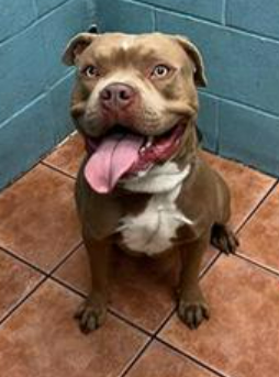 mapleveewesem's tweet photo. 💔🆘💔 LEONARDO has had no interest at all 🙁 If Downey kills in the a.m. 2-5, he'll be gone unless we can get a rescue hold or serious adoption offer to the shelter by 8 a.m. 3 yo, 65 lb needs to be only dog in home. Info ⬇️ #A5601457 https://t.co/KnVRINNa9M