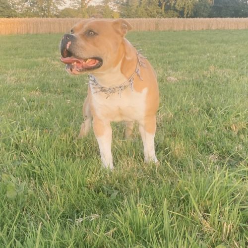 dogs_stylee's tweet photo. Hello les dog friends 
#amstaff #staff #mylove #mydog #americanbully #petlovers #instalove #dogfriendly https://t.co/p0d8obXkKV