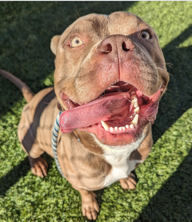 mapleveewesem's tweet photo. 💔🆘💔 LEONARDO has had no interest at all 🙁 If Downey kills in the a.m. 2-5, he'll be gone unless we can get a rescue hold or serious adoption offer to the shelter by 8 a.m. 3 yo, 65 lb needs to be only dog in home. Info ⬇️ #A5601457 https://t.co/KnVRINNa9M