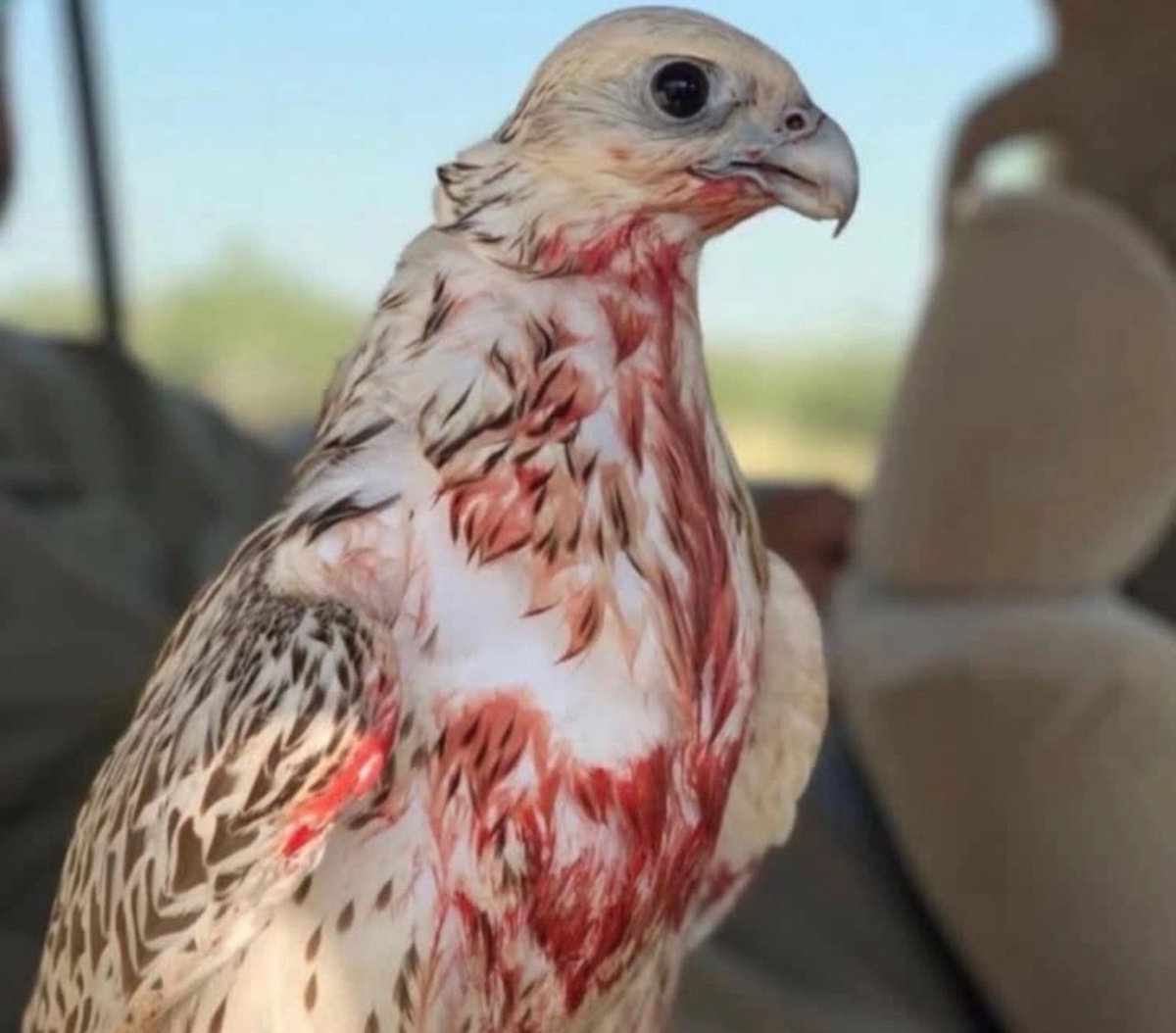 M3kkaz's tweet image. عقب الهدد ريشه مثل ثوب قصاب
« عنده لـ عطران الشوارب عزيمه » .