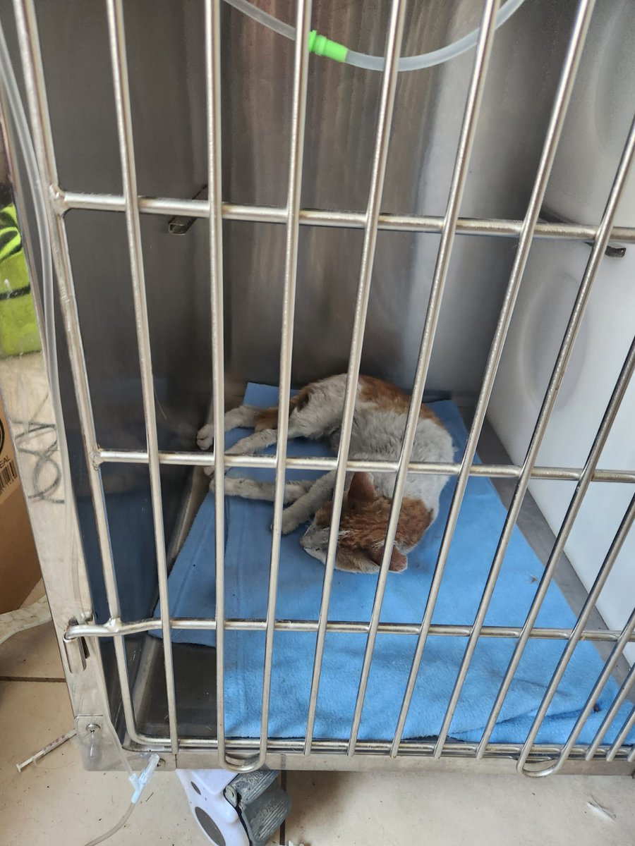 unahadasinalas's tweet photo. 9 RESCATADOS DE INCENDIO BUSCAN A SU FAMILIA 🆘‼️

📍 Se encuentran en Sede Quilpué 

Si los reconoces contactar al +56 9 6149 2298

#IncendioForestal #MascotasIncendio #Valparaíso #IncendiosForestales #MascotasPerdidas https://t.co/5YTxe9uceu