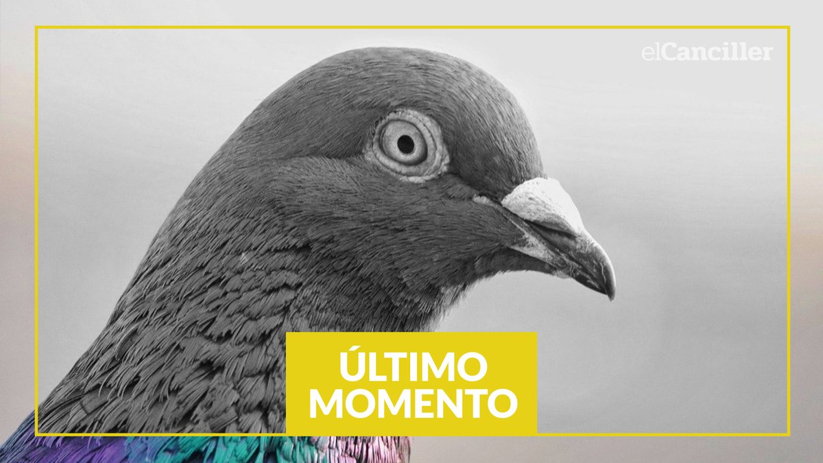 elcancillercom's tweet photo. [AHORA] La policía de la India liberó a una paloma que estuvo ocho meses detenida, acusada de ser una espía del gobierno de China. https://t.co/au7g4DGTP2