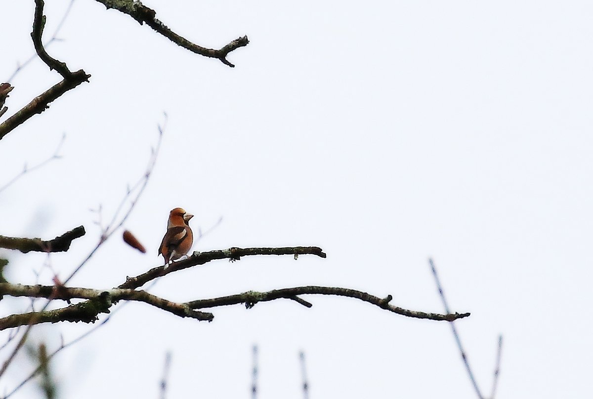 Norma Gleeson tweet media