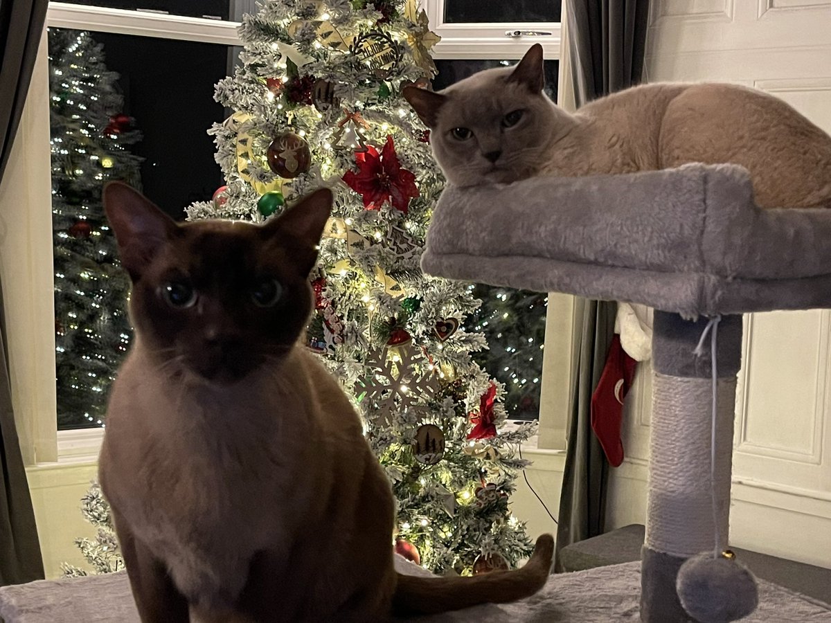 Christopher_NLC's tweet photo. Not to leave them since they are my original pets, here is Indy and Sam. #PetsOfCILIPS. https://t.co/UqvzTrKD1K