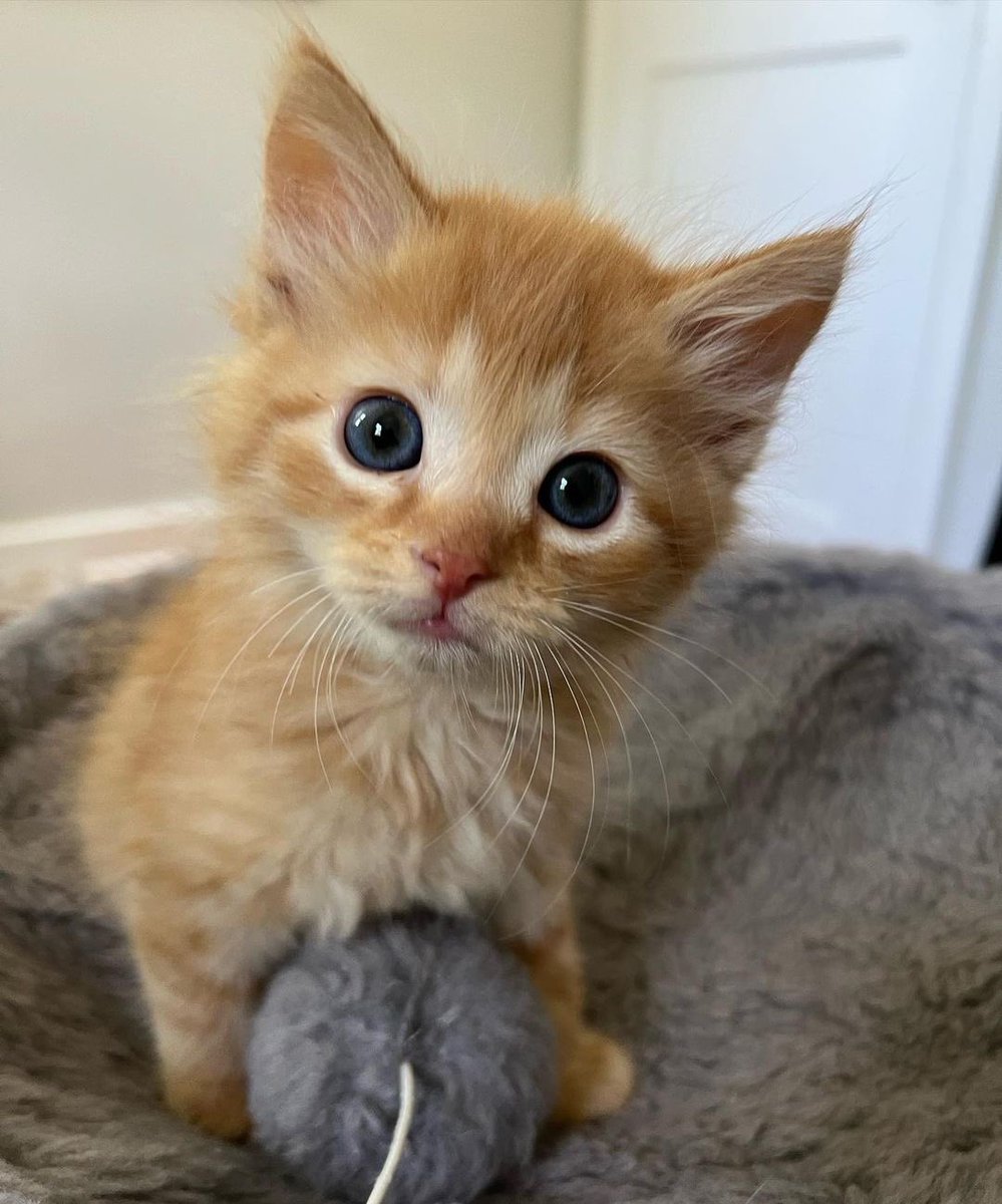 What would you name it? 👇👀