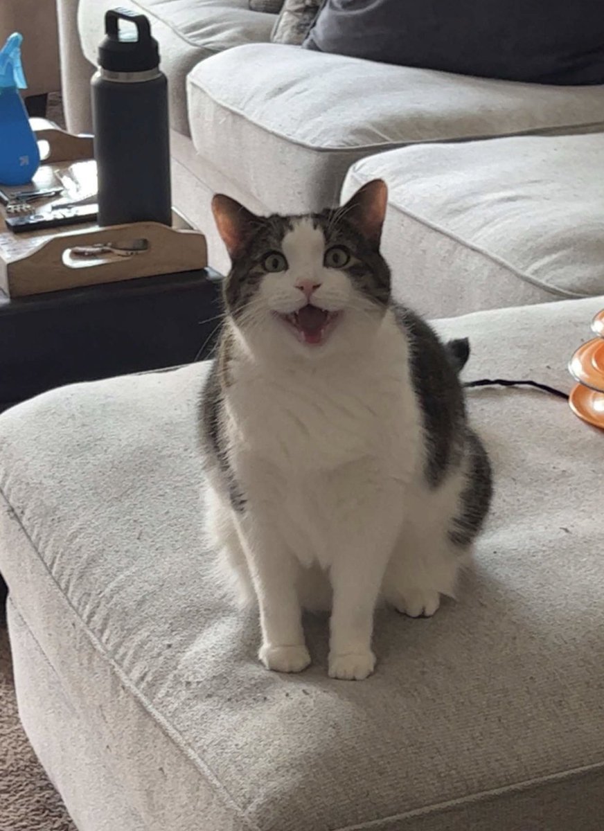 CodeNameLore's tweet image. In case you felt sad today here’s a pic of my bestie’s cat 🥰🥰