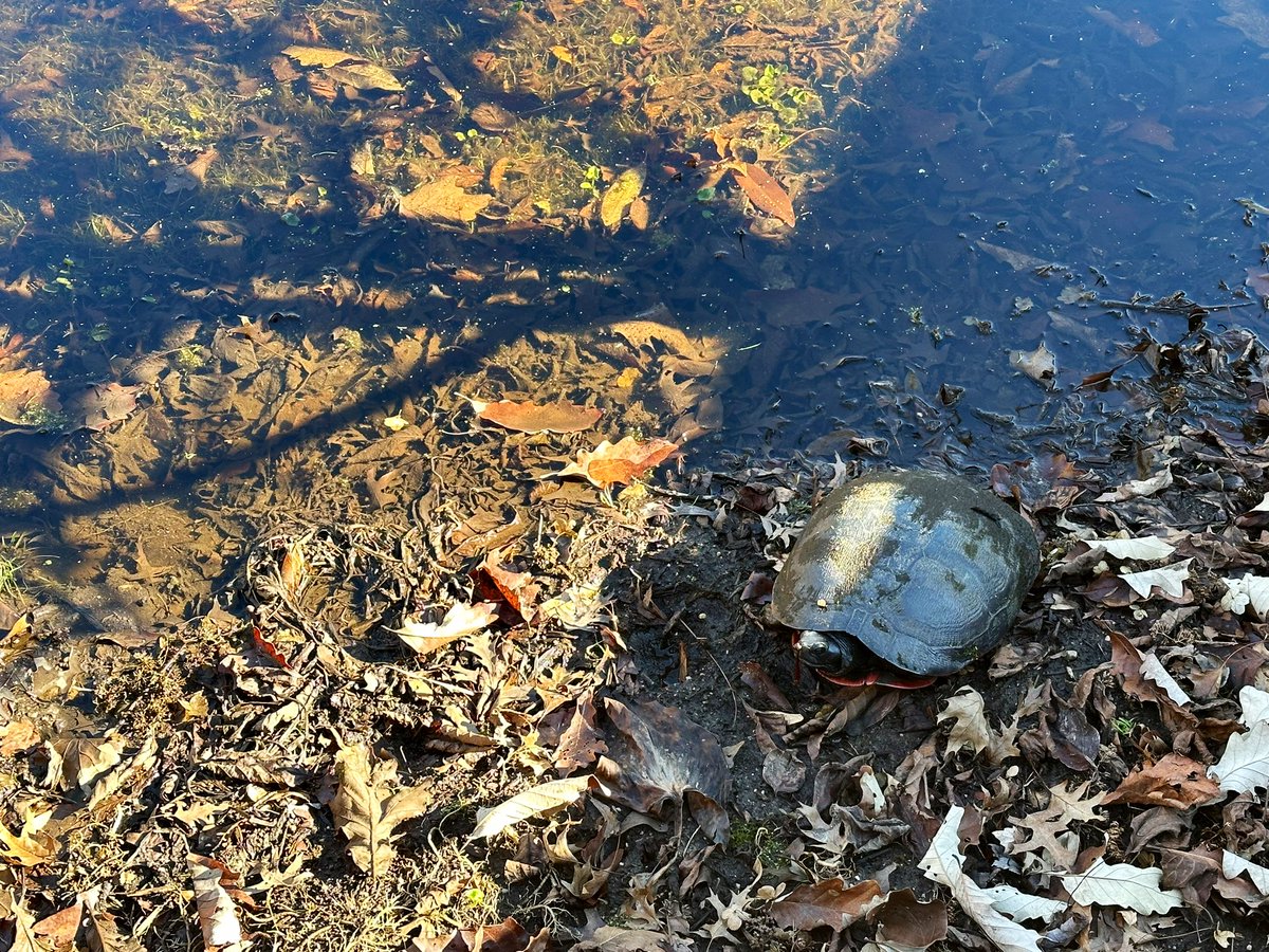 Science department learning new methods to engage our students with nature 🌳🐢 <a href="/Leydon_Tremblay/">Jessica Leydon-Tremblay</a> <a href="/MrsAlyssaVicare/">MrsVicare</a> <a href="/SheilaMauriello/">Sheila Mauriello</a>