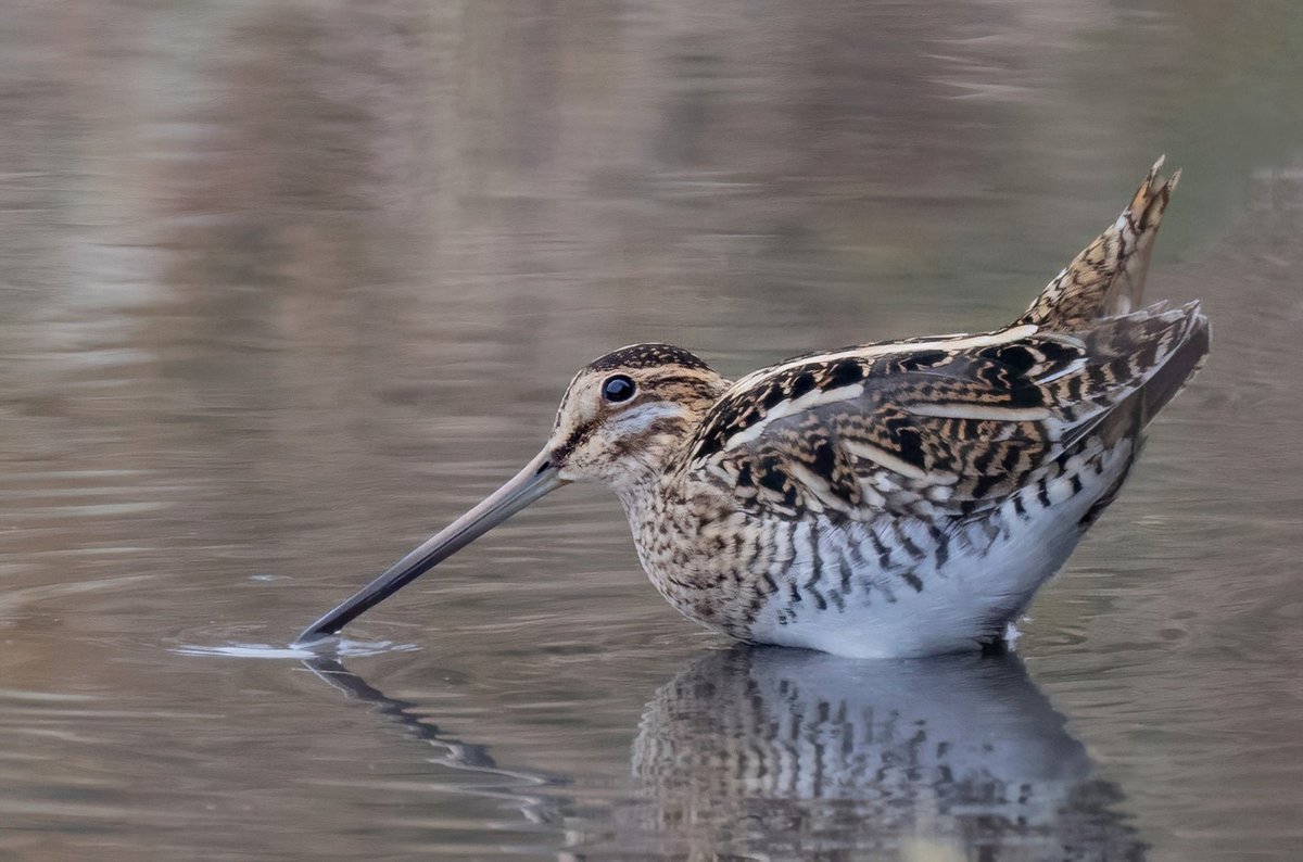 Common Snipe adopting a defensive pose as something large flew overhead!