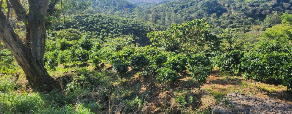 BusquemosCasa's tweet photo. Finca en venta
    País: Costa Rica
    Precio: $306,047
    Información de contacto aquí:
    https://t.co/ObexYjODmn
    #costarica #fincas #ventas #naranjo #cantónnaranjo #alajuela #costarica #propiedades #bienesraices #busquemoscasa https://t.co/MIBD3PKiYF