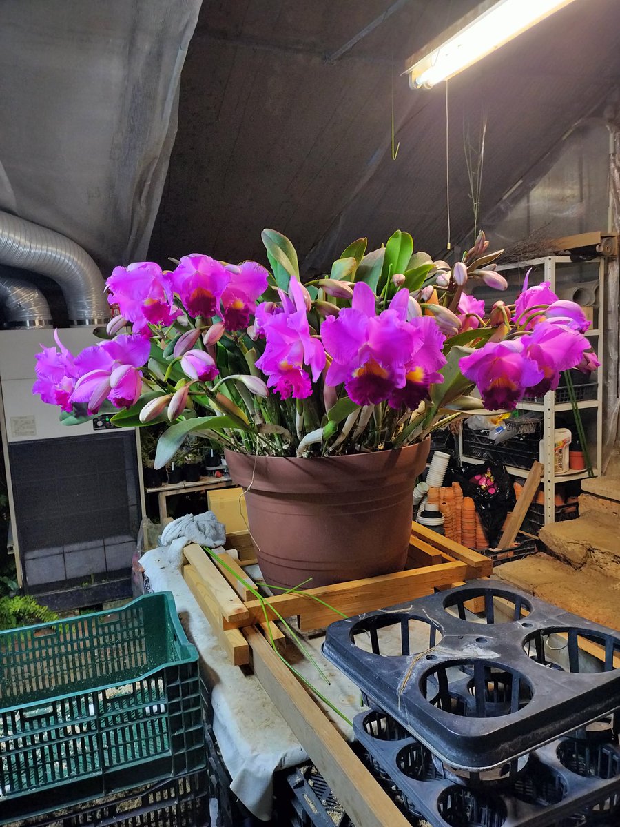 SuwadaOrchids's tweet photo. Ready to go ! https://t.co/b3nafae8ey