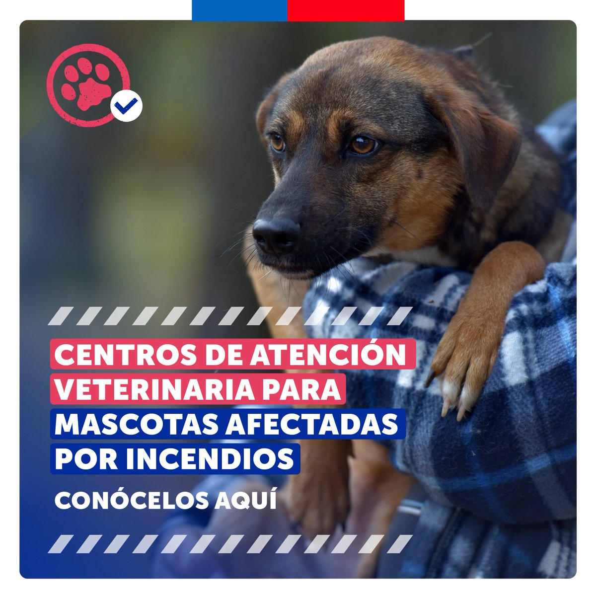 A continuación te contamos cuáles son los Centros de Atención Veterinaria habilitados por municipios para las mascotas afectadas por los incendios: