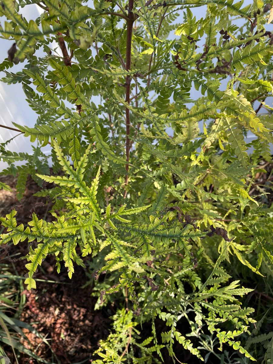 garybnunn's tweet photo. Looking for help diagnosing what might be Fire Blight? impacting Santa Cruz Island Ironwood (Lyonothamnus floribundus ssp, asplenifolius), amazing healthy growth but turns faded green, stunted tips, then sudden burnt look and dead down to crown. @CNPS https://t.co/MEDov1Ckf6