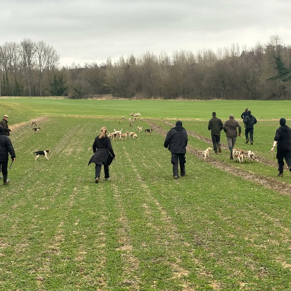East & West Kent Hunt Sabs tweet media