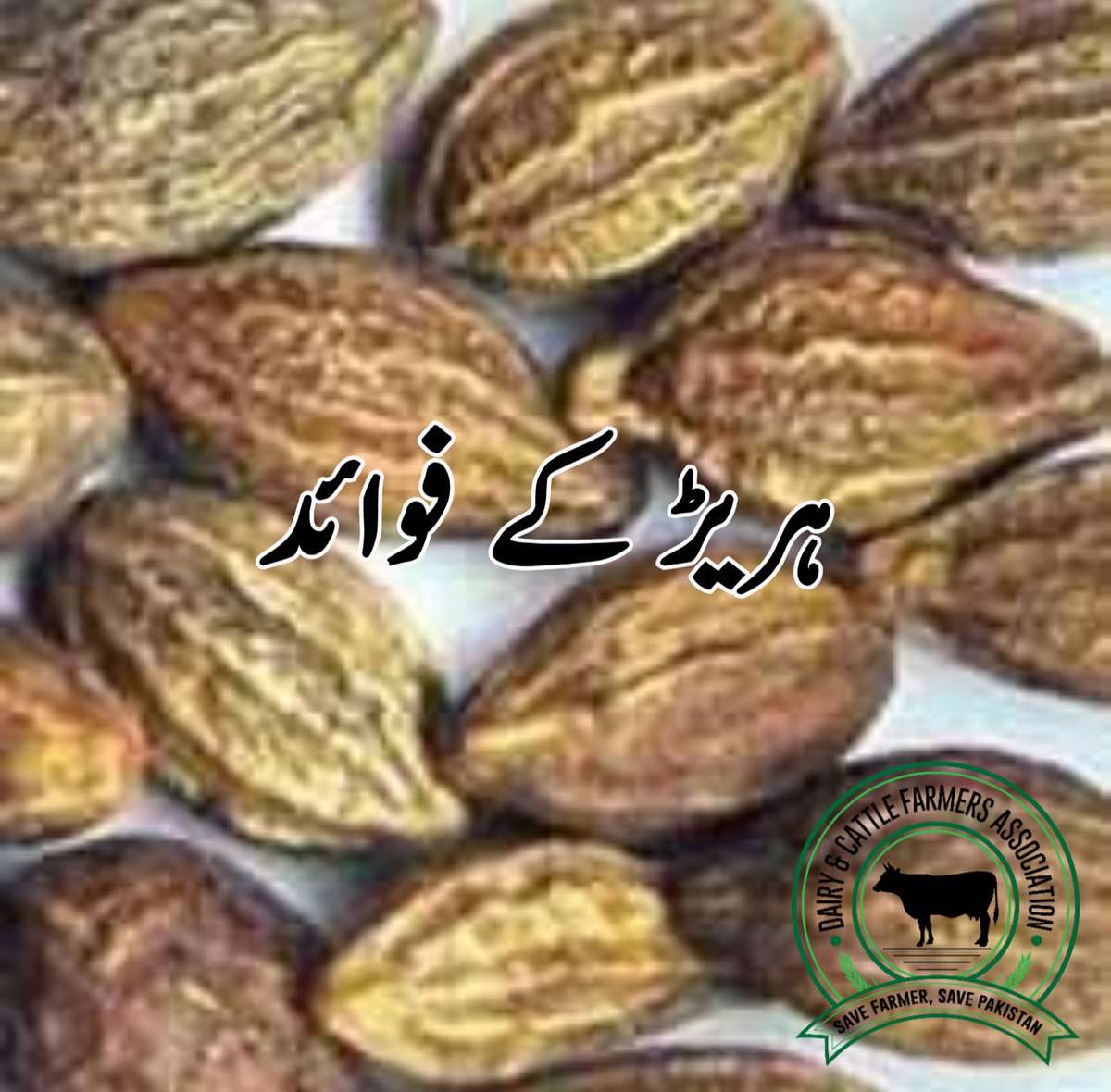 Dairy & Cattle Farmers Association (DCFA) Pakistan tweet media