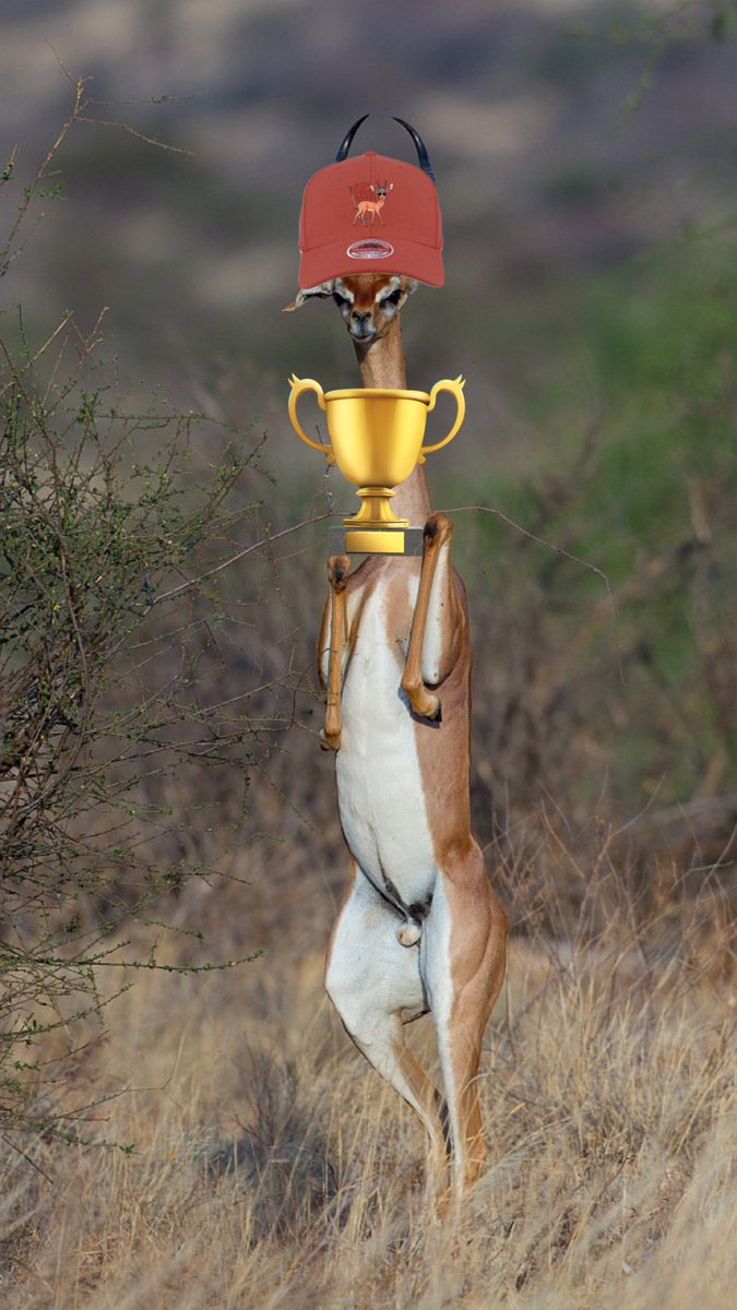 Turun Gasellit tweet media