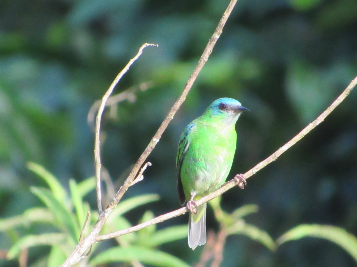 LayoverBirder's tweet photo. Angra dos Reis, Brazil, is not short on cool birds! Blue Dacnis, gray-hooded Attila, green-headed tanager and yellow-fronted woodpecker. #BirdsSeenin2024 #birdwatching https://t.co/lm8k4wAv9e