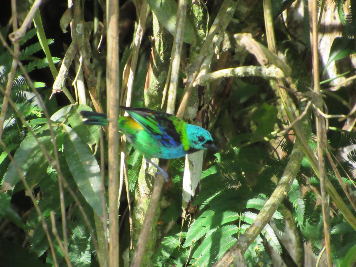 LayoverBirder's tweet photo. Angra dos Reis, Brazil, is not short on cool birds! Blue Dacnis, gray-hooded Attila, green-headed tanager and yellow-fronted woodpecker. #BirdsSeenin2024 #birdwatching https://t.co/lm8k4wAv9e