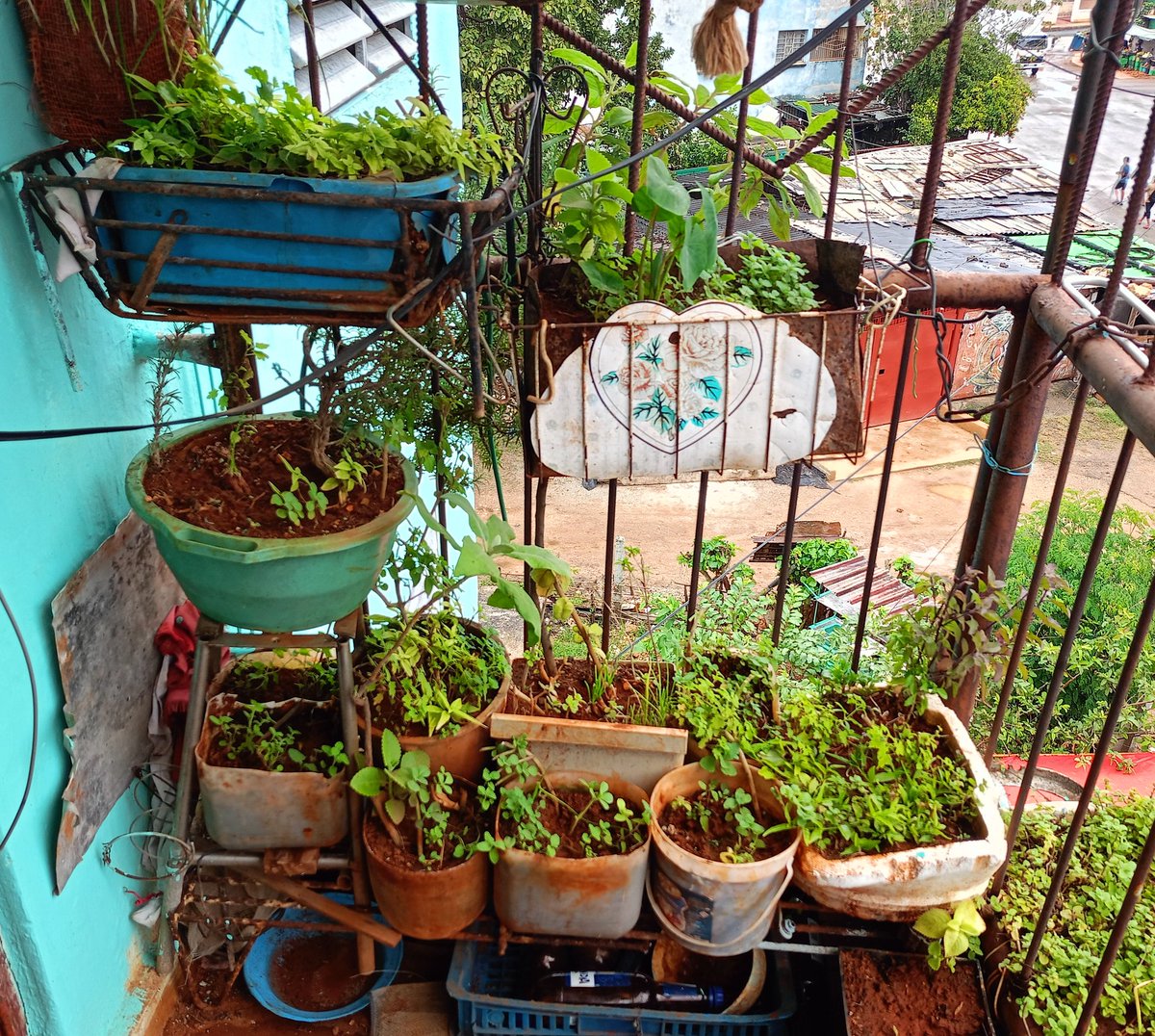GHNordelo5's tweet photo. En su balcón de un cuarto piso, en San Agustín, La Lisa, Juana Aleida cultiva ajo, especias, y alguna que otra malanguita. #CultivaTuPedacito #Cuba #CDRCuba https://t.co/vDgj1CRpUa
