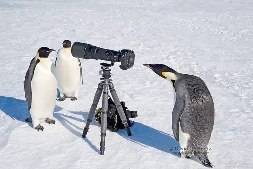 naturamazing's tweet photo. This is how these animals surprise the photographer 📸
I Love Animals https://t.co/QXHINSFN7Z