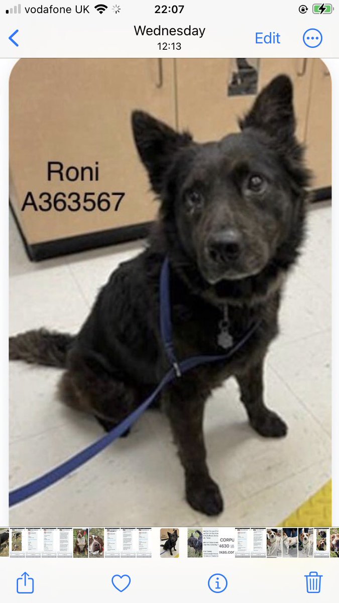 OlwynHope's tweet photo. #RONI #A363567 to be KILLED TOMORROW 2/5 at #CorpusChristiTX HIS STILL IN need OF #PLEDGES for #FOSTER #RESCUE! #ADOPT RONI has very #LOW PLEDGES ! Plz DONATE if you can. He hates loud noises, & is very scared, was thrown out, then taken to a kill shelter to be KILLED res ⬇️ https://t.co/Bozb1nNBRN