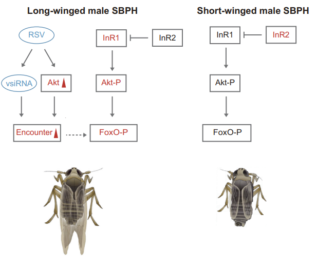 Un virus del arroz manipula la genética de la chicharrita que le hace de vector. 
Hace que los machos generen alas largas y así lo dispersen más lejos.
doi.org/10.1073/pnas.2…