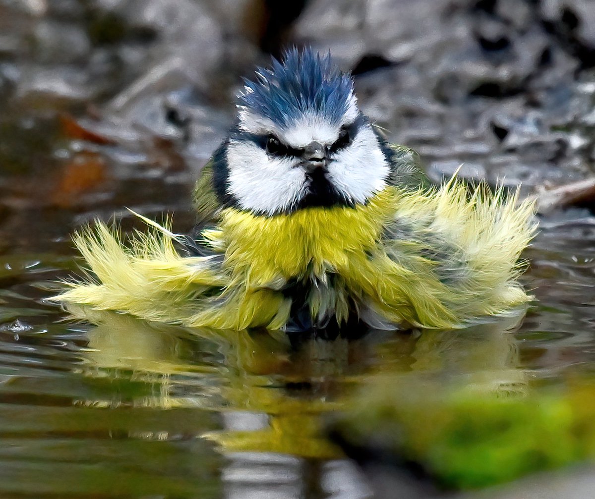 CarlBovisNature's tweet image. How cute is this Blue Tit in a puddle? 😍
 Taken yesterday at RSPB Swell Wood in Somerset. 😊🐦