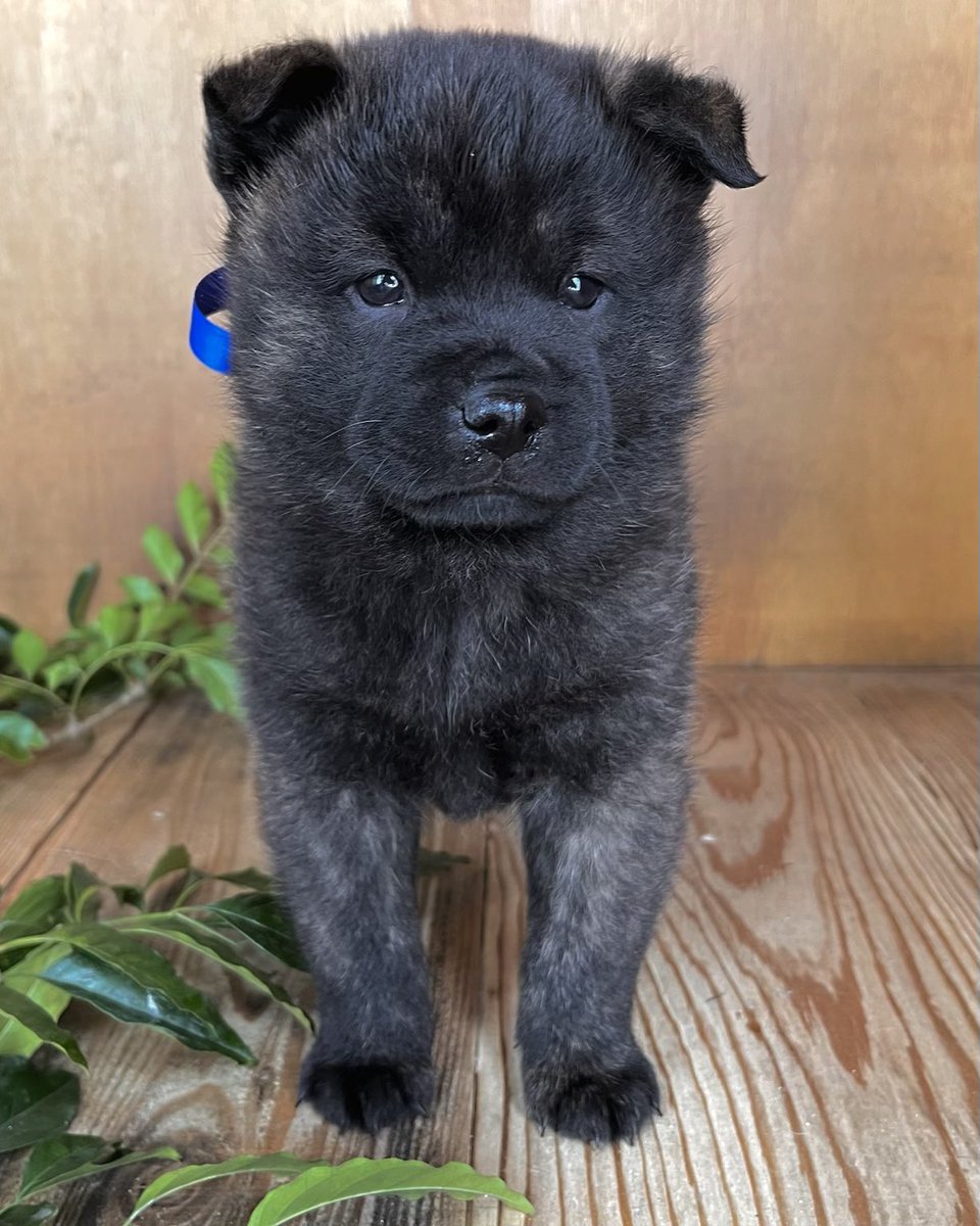 ドジャーズカラー

min-breeder.com/dog2401-04826.…

#犬 #日本犬 #甲斐犬 #甲斐犬愛護会 #長州犬舎 #仔犬販売 #家族募集中 #みんなのブリーダー掲載中