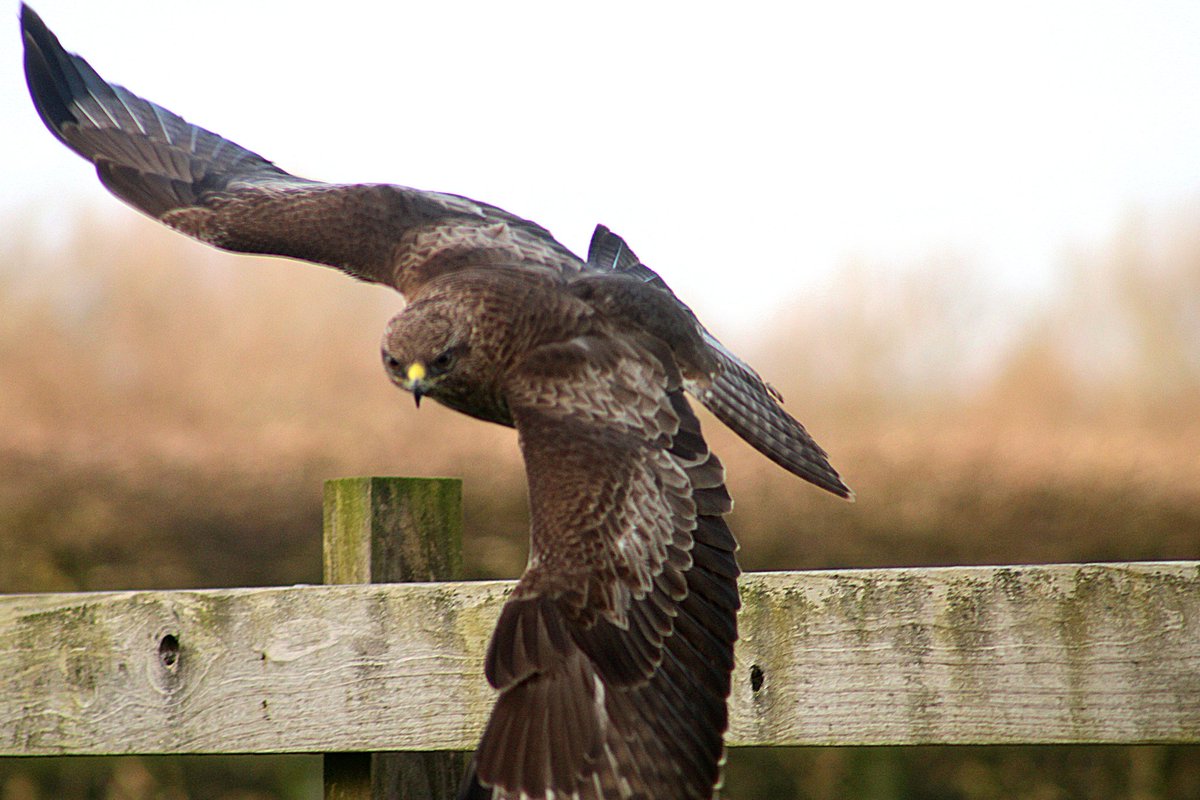 #buzzard #irishwildlife #waterford #amateurphotographer