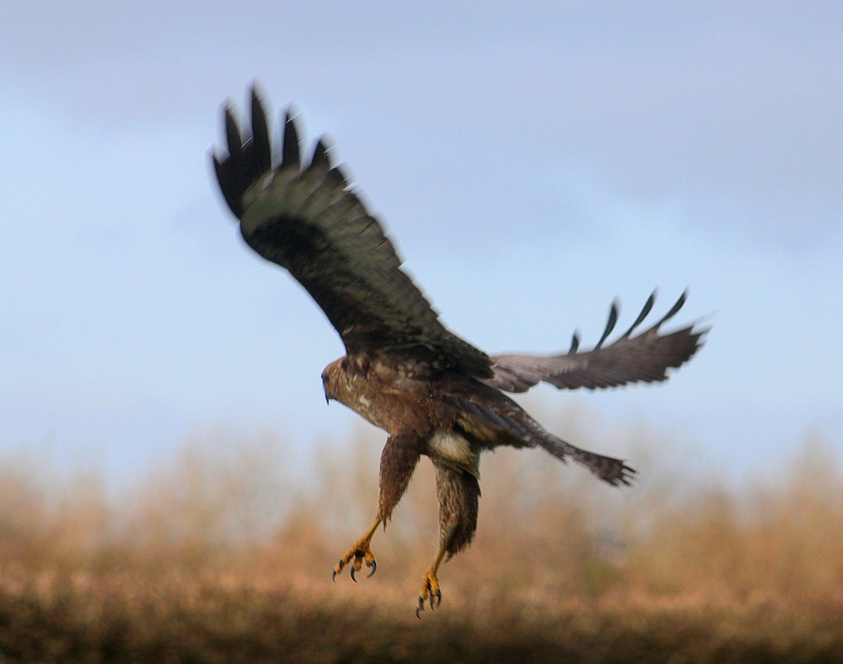 jobatin1's tweet photo. #buzzard #birdofprey #waterford #wildlifephotography #birdsofireland #comingintoland https://t.co/fS8pZMEK6d