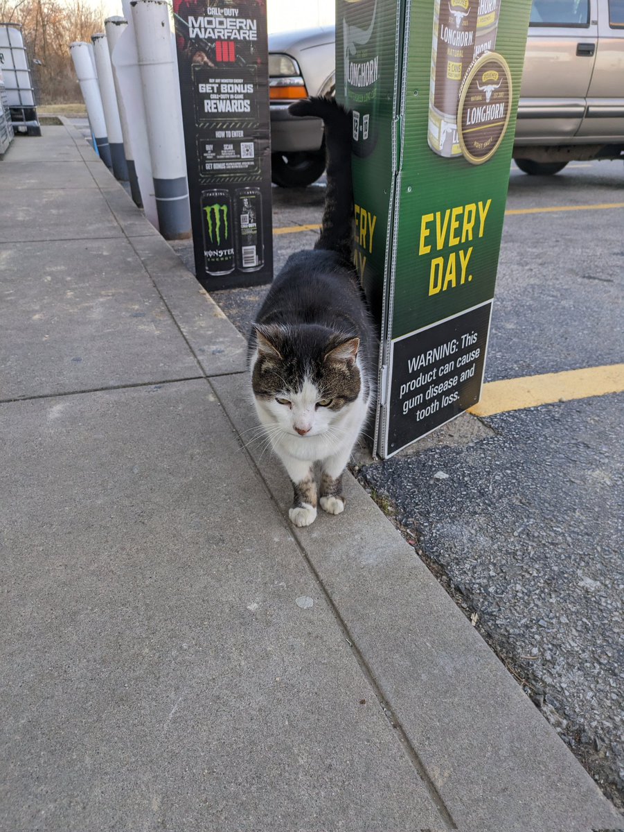 Pro_Dude10's tweet photo. Found a cat outside of shell! Look how adorable the cat is🥰 #Cats https://t.co/AxsntYijXa