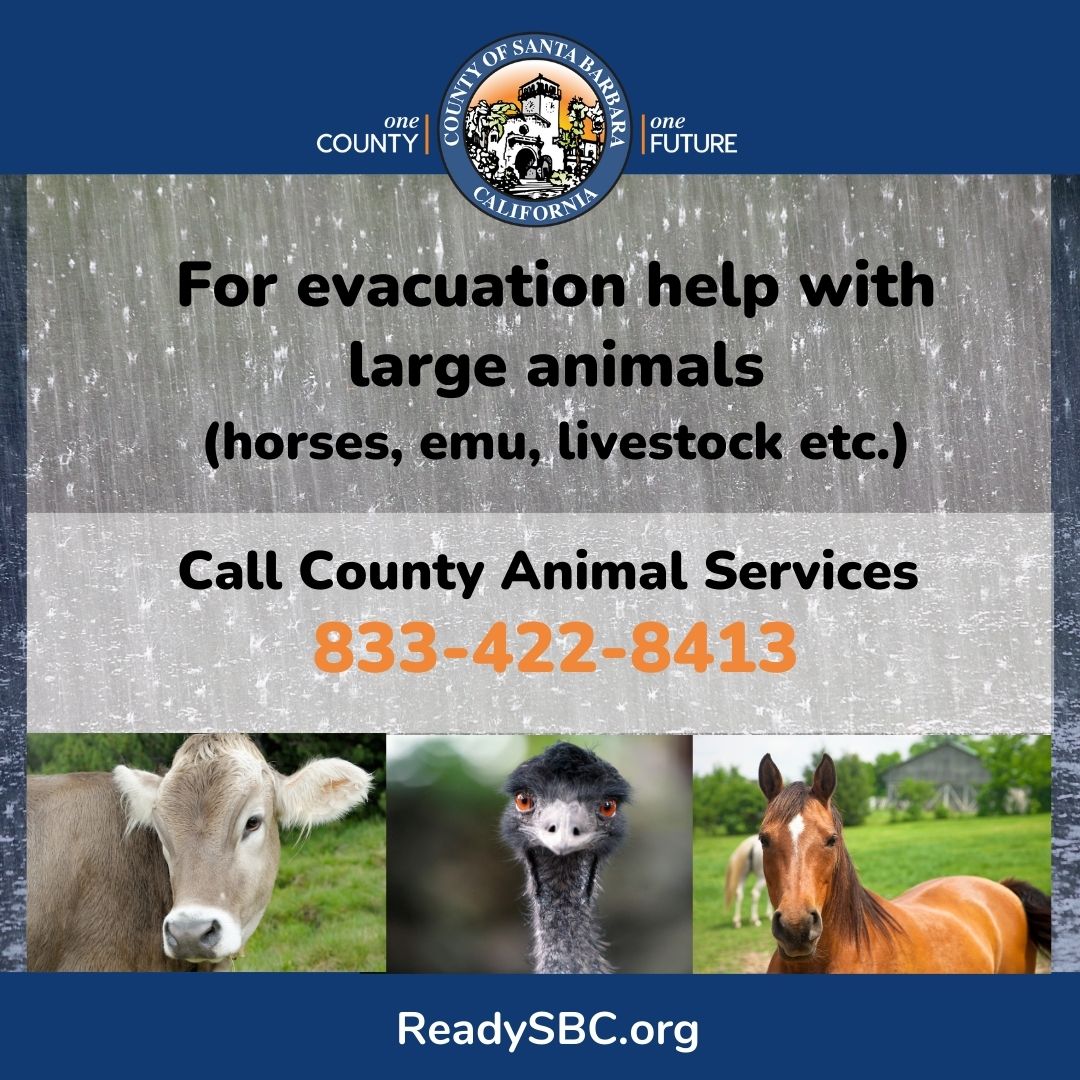countyofsb's tweet image. 🐴🐮🌧️ For evacuation help with large animals (horses, emu, livestock etc.), call County Animal Services (833-422-8413)