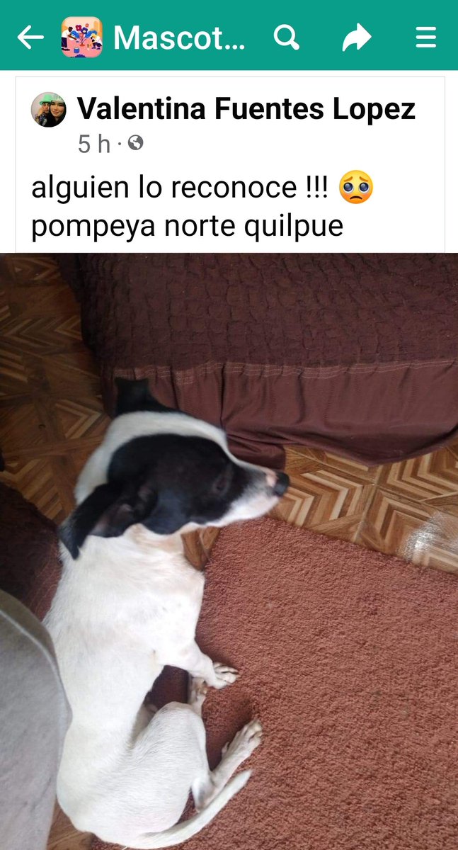 jimenadelc's tweet photo. #MascotaEncontrada
#Valparaiso 
#Quilpué
#VinaDelMar
#IncendioForestal https://t.co/dGNFBcK3jR