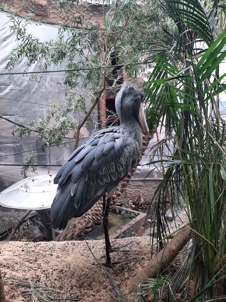 Wichita East Blue Aces Speech & Debate tweet media