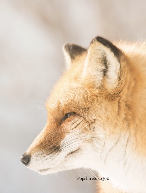 Popshiretoko360's tweet image. ちょうど8年前の今日撮影したキツネ。