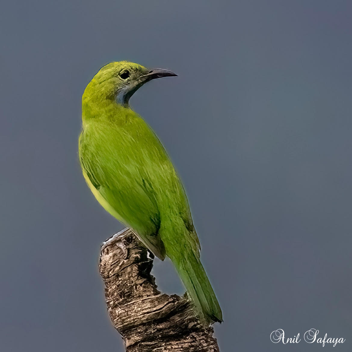 'In every walk with nature, one receives far more than he seeks.'

Orange-bellied leafbird
#incrediblebirding #TwitterNatureCommunity #IndiAves #NaturePhotography #BirdsPhotography #BirdTwitter #birdwatching #BBCWildlifePOTD #NatureBeauty #nikonphotography