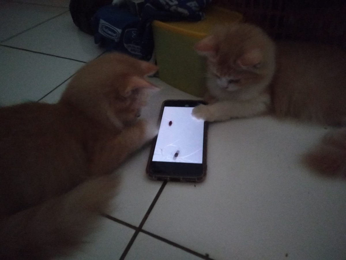laifieu tweet picture