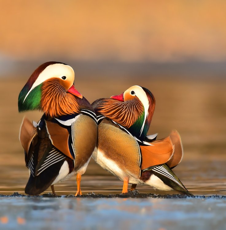 Guess the name of the bird 😎😎

#birds #nature #photography 
#birding #birdwatching #LovelyBirdsInChina