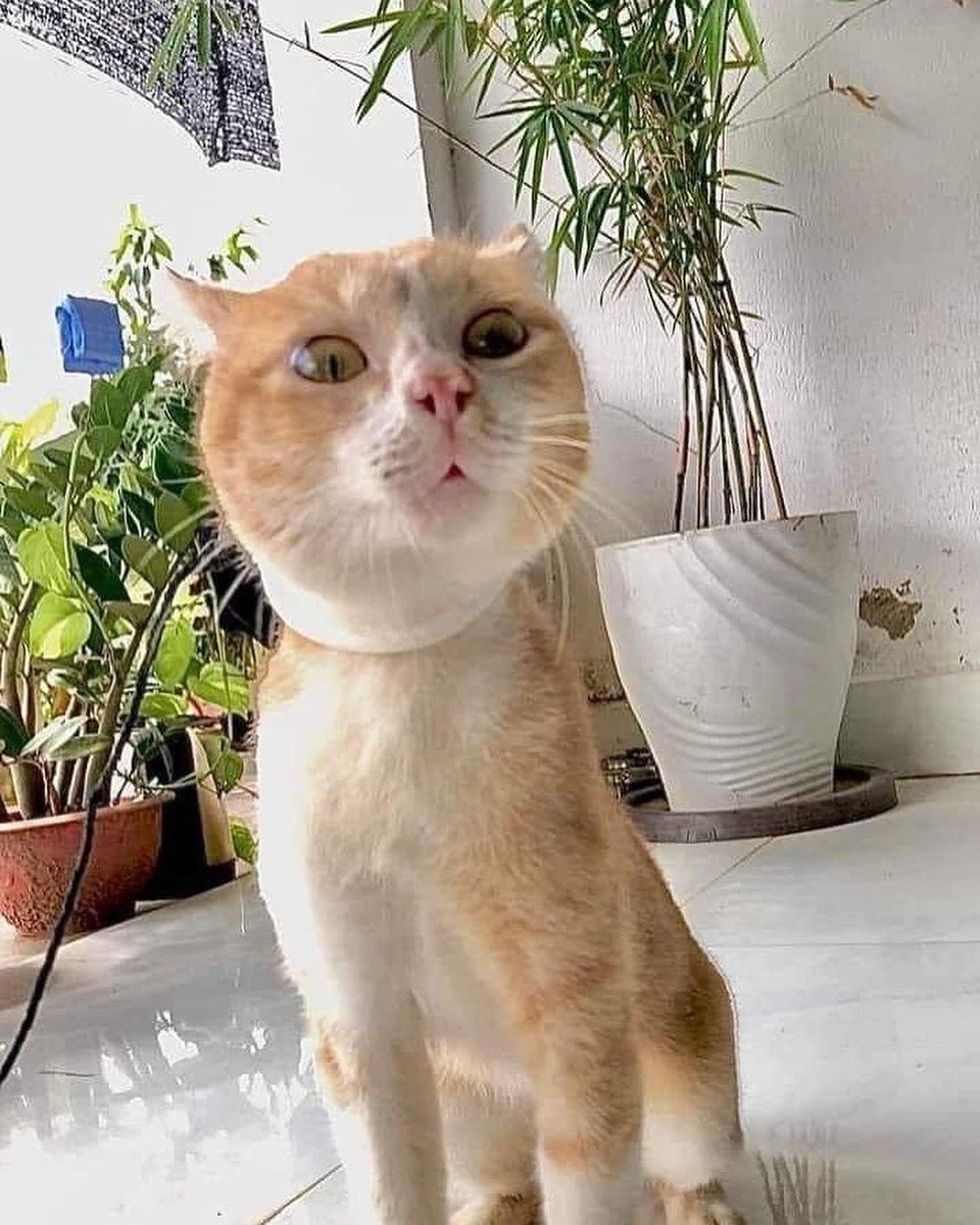 kochengfs's tweet photo. Kcg! Hari hari di perlihatin kucing reog ini mulu 😭😭
https://t.co/j7V6ixM9yr