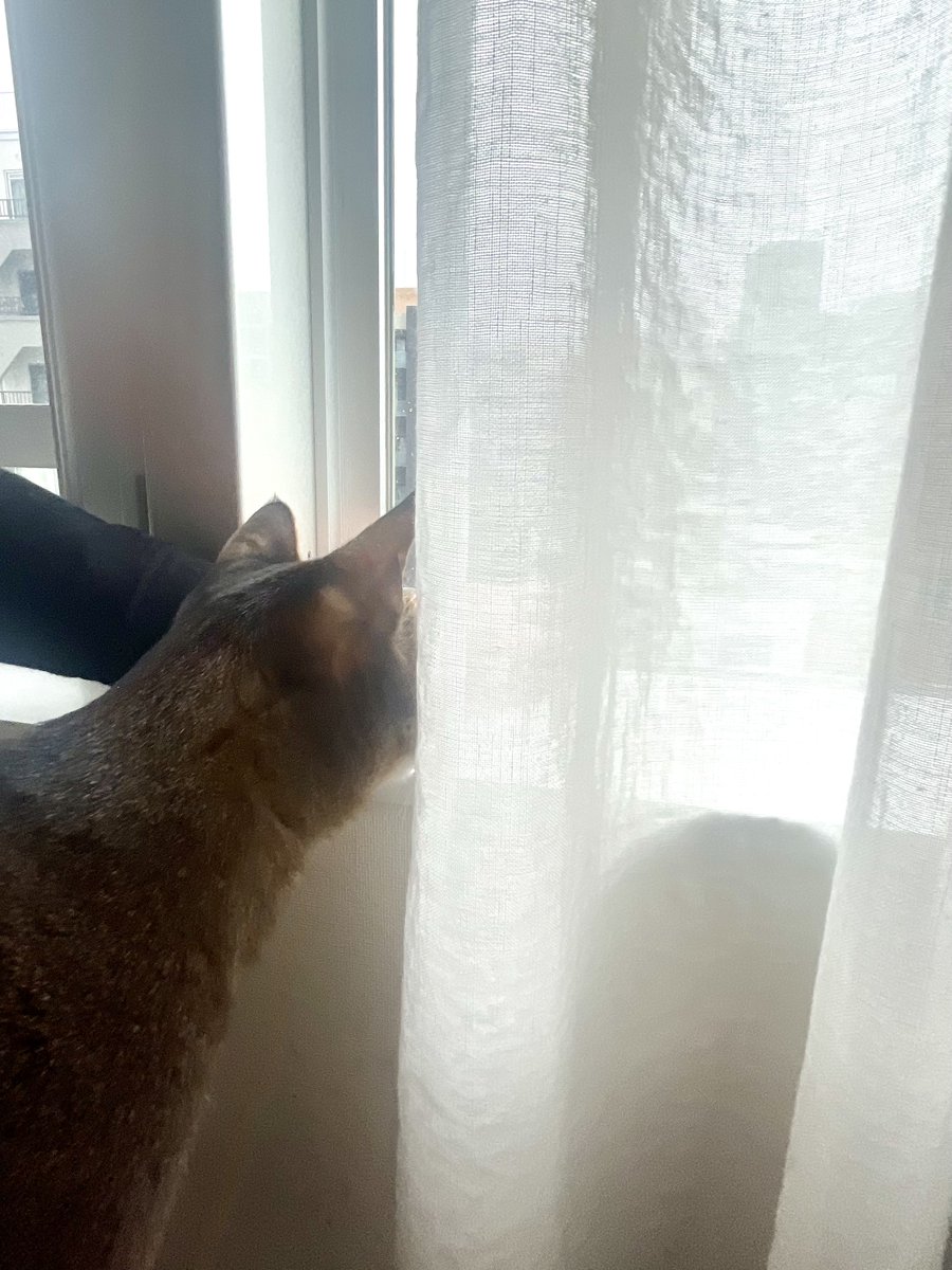 My little Hong Kong cat can't get enough of the snow