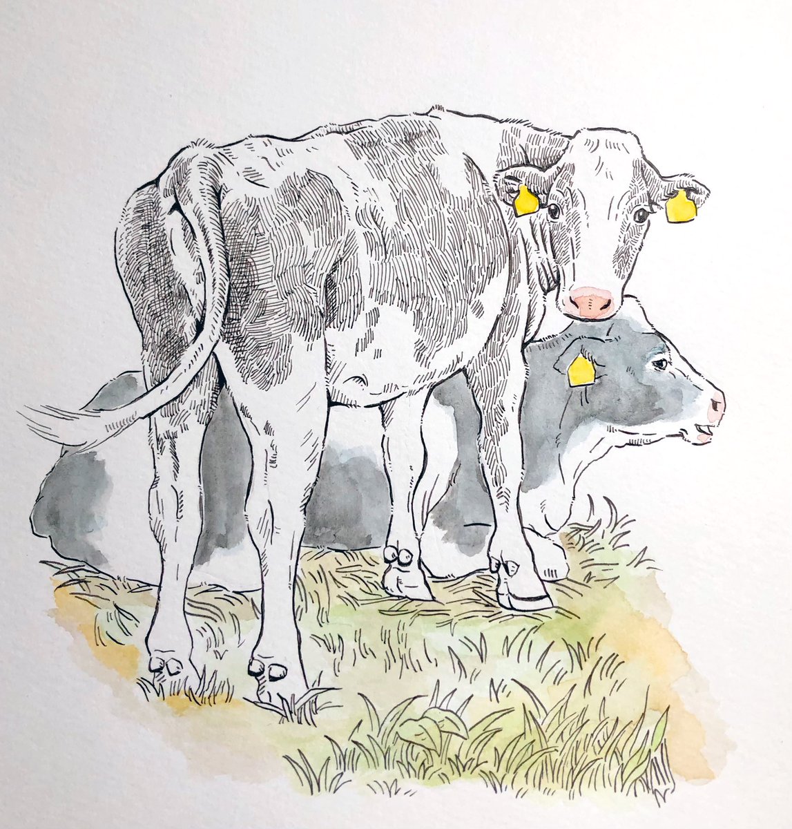 ポケモン「ポケモンについてあれこれと呟きましたが、普段牛ばかり描いてるアカウントです。これ」|牛川いぬお@書籍発売中のイラスト