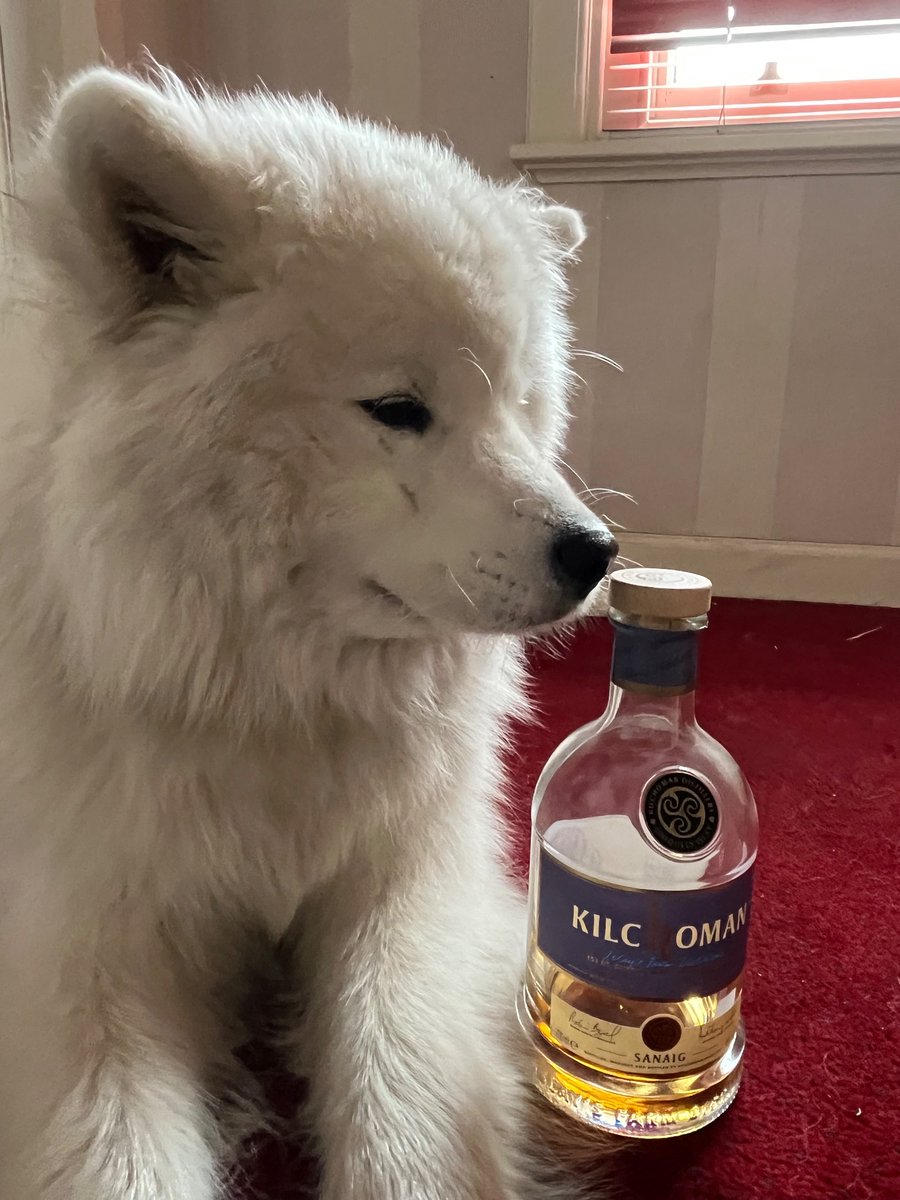 Merlin_Samoyed's tweet photo. @bunsenbernerbmd https://t.co/6y2LuI6aRk