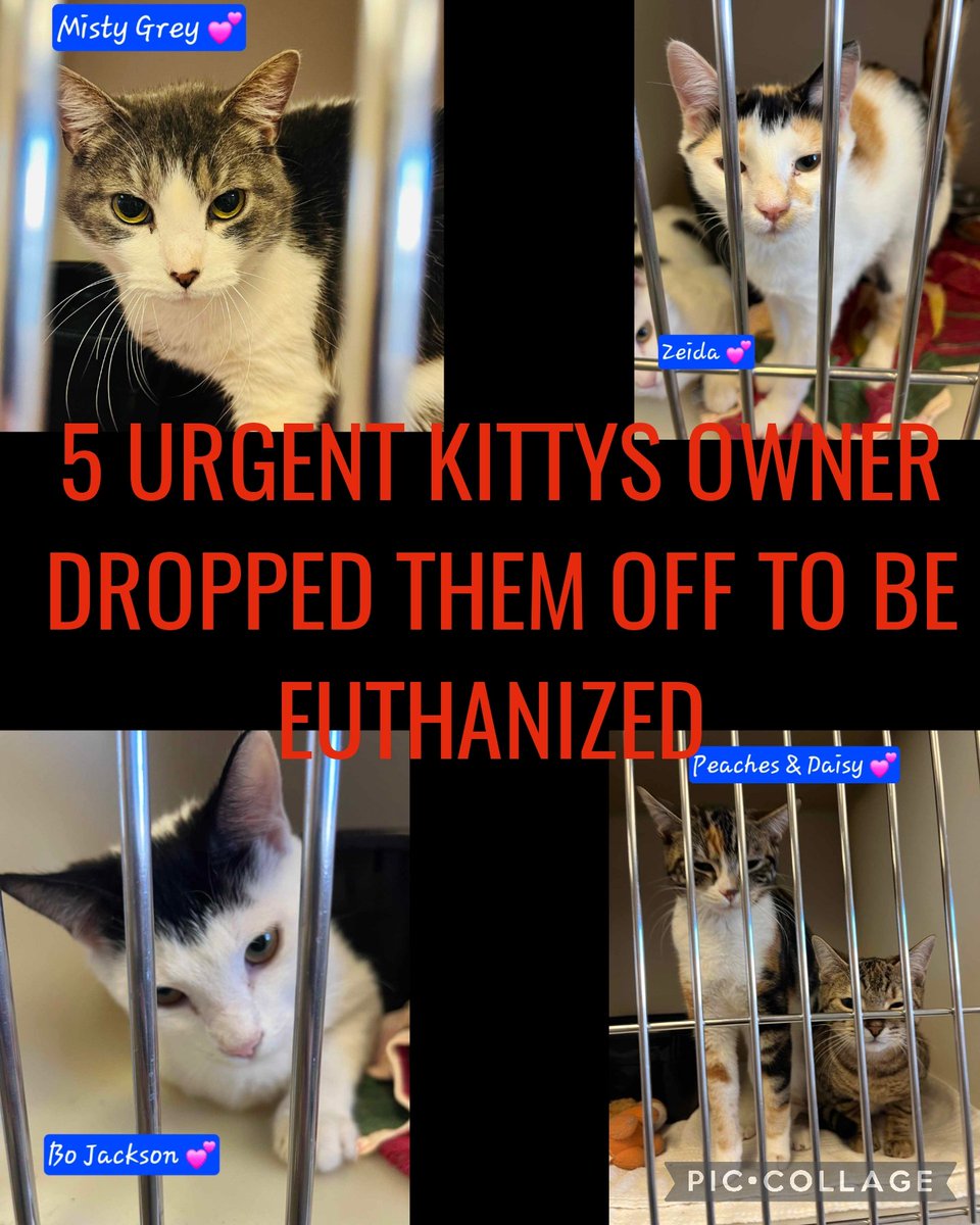 Needs pledges for vetting & transport 

Owner dropped off kitty's to be EUTHANIZED ❗️❗️ 

Bo Jackson, Zeida, Peaches, Daisy, MistyGrey

Russell Cnty-Phenix City AL

#rescue #adopt  #cats #deathrowcats #deathrow  #codered #savingrussellcats
#stray #kittens #rescuemyfavoritebreed