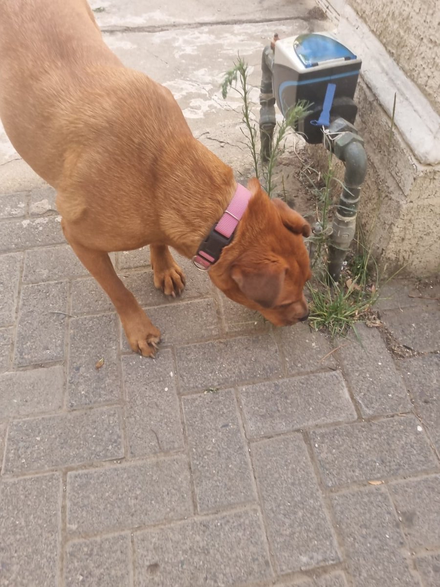 dani_pardo's tweet photo. ENCONTRADA MIRAFLORES BAJO 👇🏼 COLLAR ROSADO contacto: +56 9 5831 9189
#MascotasIncendio #incendiosforestales #viñadelmar https://t.co/5TfZRq0QPQ
