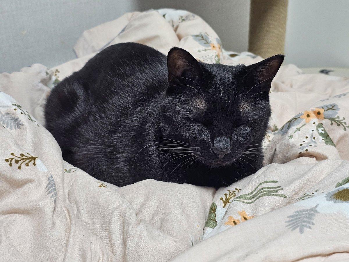 고양이가 어떻게 이렇게 동그랗지.