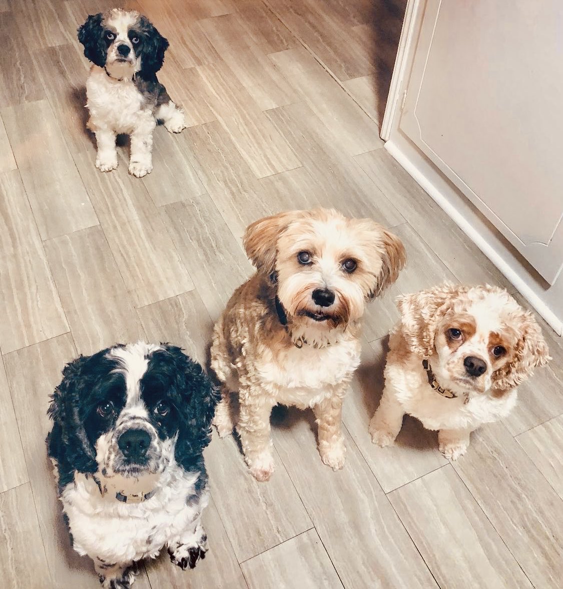 thacoolaking's tweet photo. @pikeshorse The pack says, Hey! https://t.co/8jjy10osax